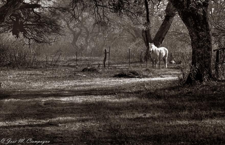 El caballo blanco, Ea. San Teodoro, Río Primero, Córdoba, Argentina